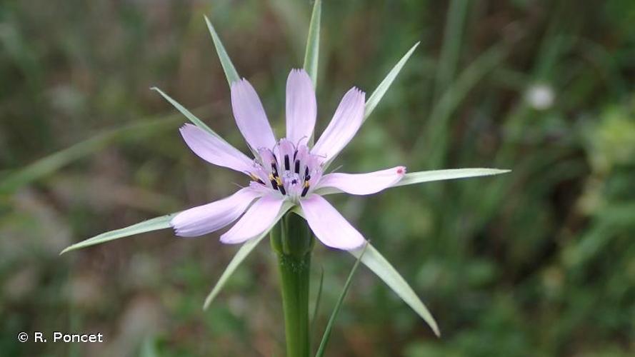 <i>Geropogon hybridus</i> (L.) Sch.Bip., 1844 © R. Poncet