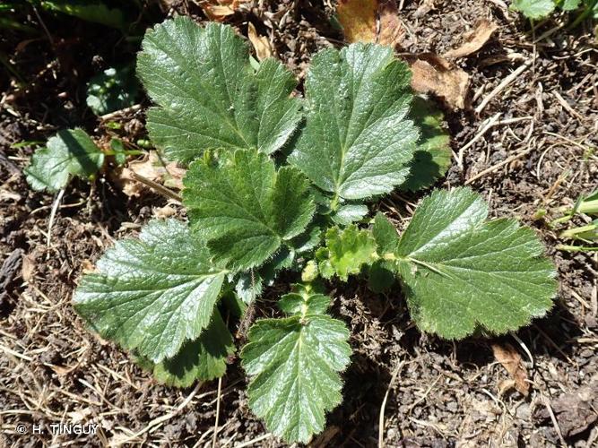 <i>Geum montanum</i> L., 1753 © H. TINGUY