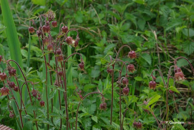 <i>Geum rivale</i> L., 1753 © P. Gourdain