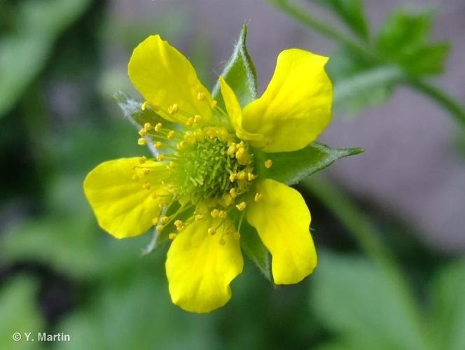 <i>Geum urbanum</i> L., 1753 © 