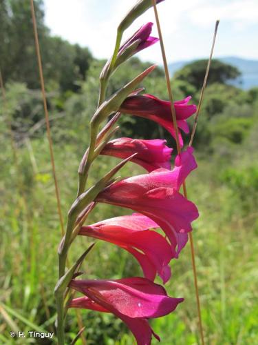 <i>Gladiolus dubius</i> Guss., 1832 © H. Tinguy