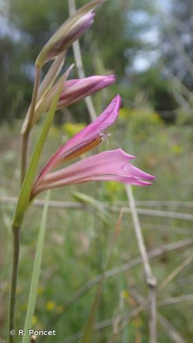 <i>Gladiolus italicus</i> Mill., 1768 © R. Poncet