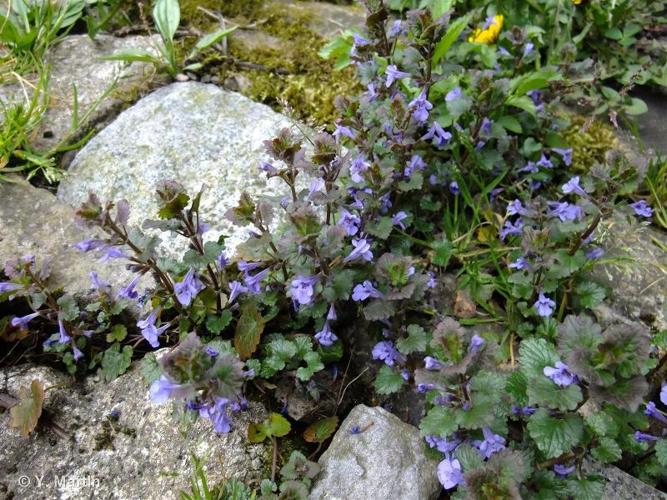 <i>Glechoma hederacea</i> L., 1753 © 