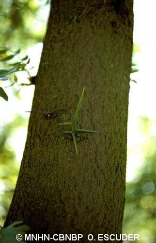 <i>Gleditsia triacanthos</i> L., 1753 © MNHN-CBNBP O. Escuder