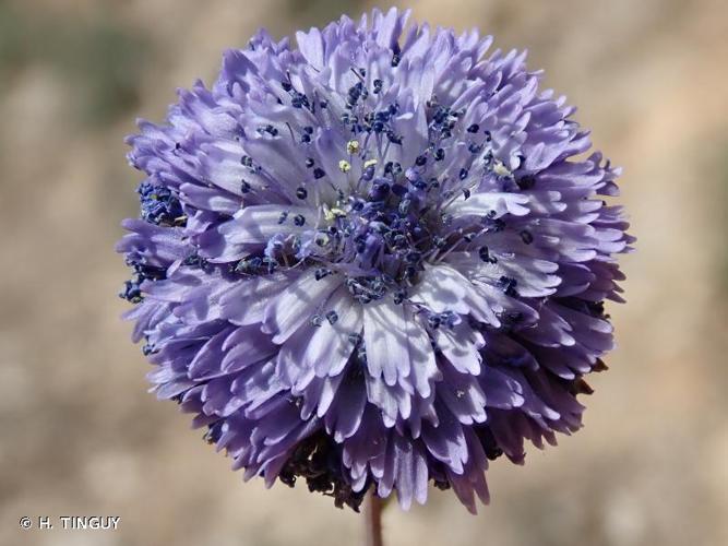 <i>Globularia alypum</i> L., 1753 © H. TINGUY