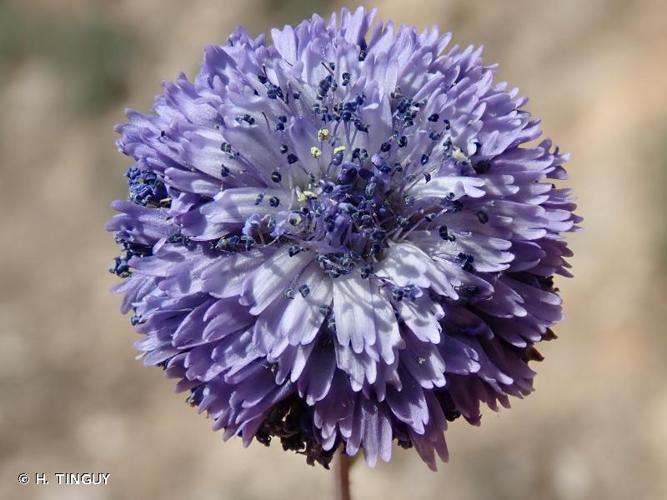 <i>Globularia alypum</i> L., 1753 © H. TINGUY