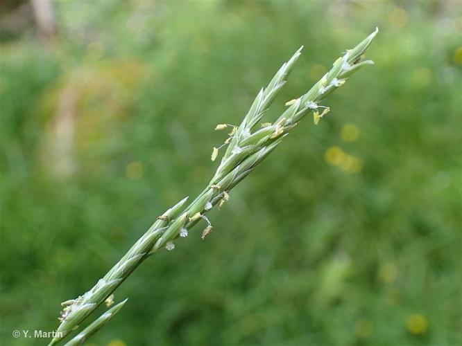 <i>Glyceria fluitans</i> (L.) R.Br., 1810 © 