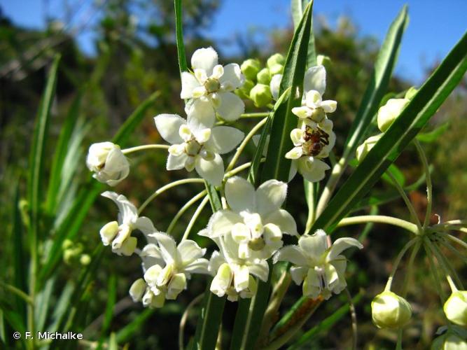 <i>Gomphocarpus fruticosus</i> (L.) W.T.Aiton, 1811 © F. Michalke