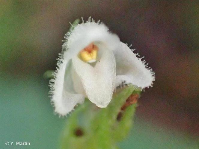 <i>Goodyera repens</i> (L.) R.Br., 1813 © 