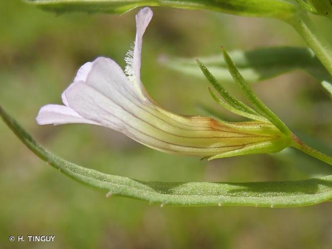 <i>Gratiola officinalis</i> L., 1753 © H. TINGUY