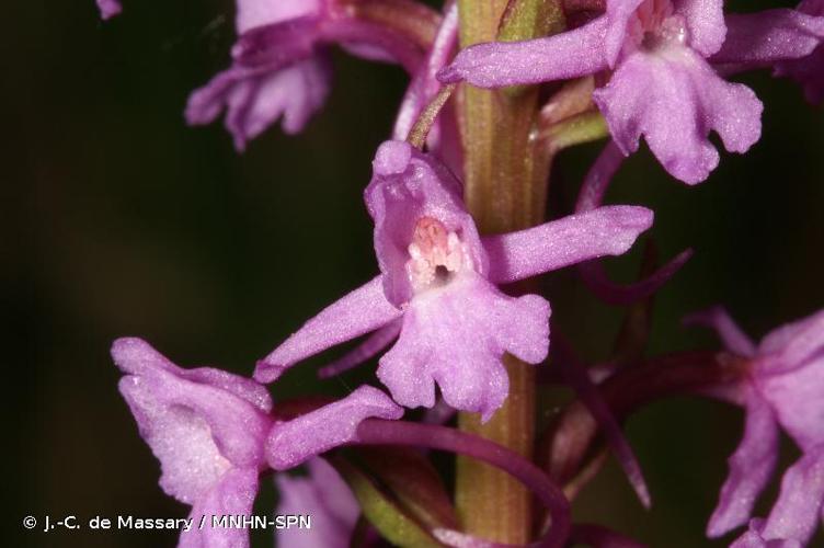 <i>Gymnadenia conopsea</i> (L.) R.Br., 1813 © J.-C. de Massary / MNHN-SPN