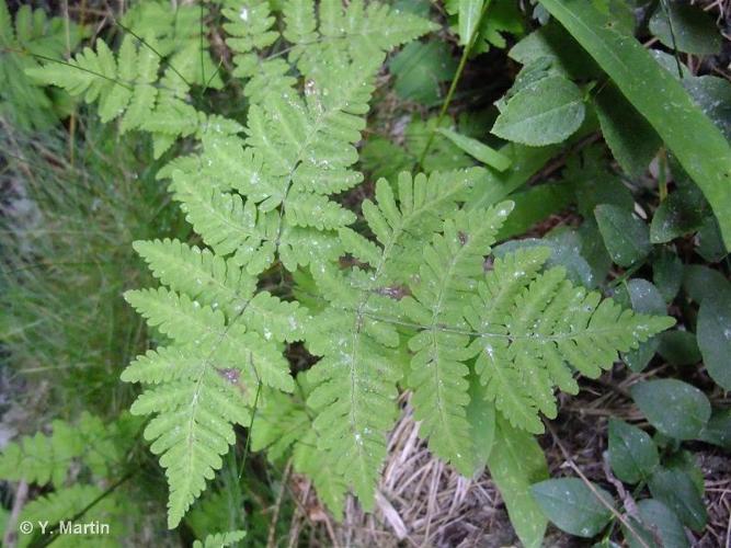 <i>Gymnocarpium dryopteris</i> (L.) Newman, 1851 © 