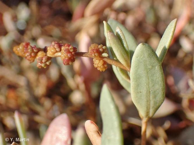 <i>Halimione portulacoides</i> (L.) Aellen, 1938 © 