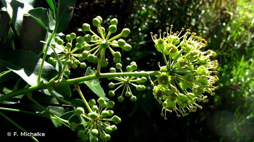 <i>Hedera helix</i> L., 1753 © F. Michalke