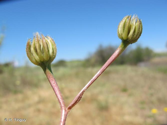 <i>Hedypnois rhagadioloides</i> (L.) F.W.Schmidt, 1795 © H. Tinguy