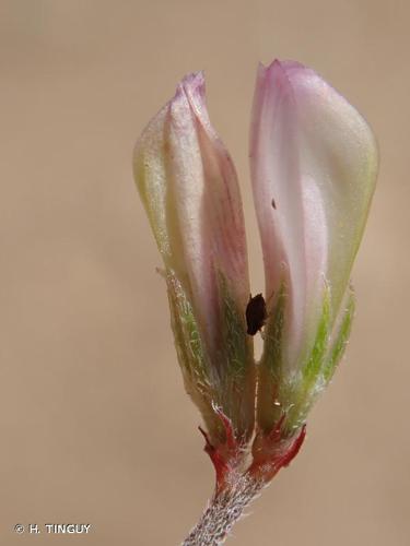 <i>Hedysarum spinosissimum</i> L., 1753 © H. TINGUY