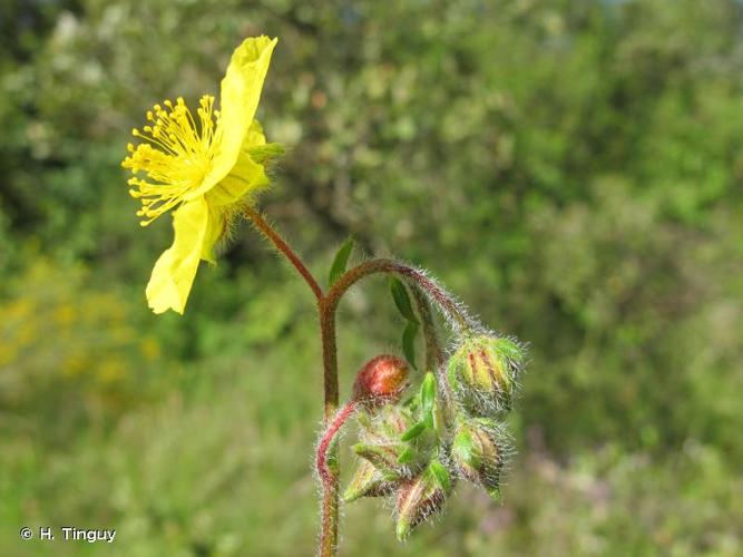 <i>Helianthemum hirtum</i> (L.) Mill., 1768 © H. Tinguy