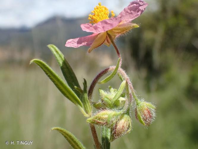 <i>Helianthemum nummularium</i> (L.) Mill., 1768 © H. TINGUY