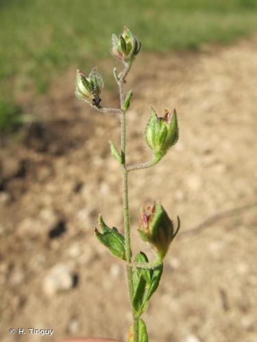 <i>Helianthemum salicifolium</i> (L.) Mill., 1768 © H. Tinguy