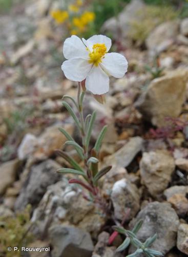 <i>Helianthemum violaceum</i> (Cav.) Pers., 1806 © P. Rouveyrol