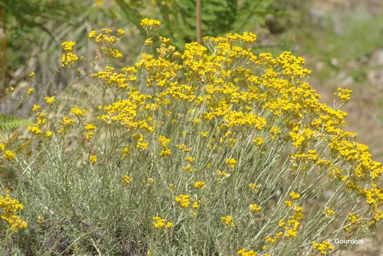 <i>Helichrysum italicum</i> (Roth) G.Don, 1830 © P. Gourdain