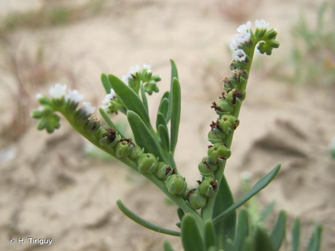 <i>Heliotropium curassavicum</i> L., 1753 © H. Tinguy