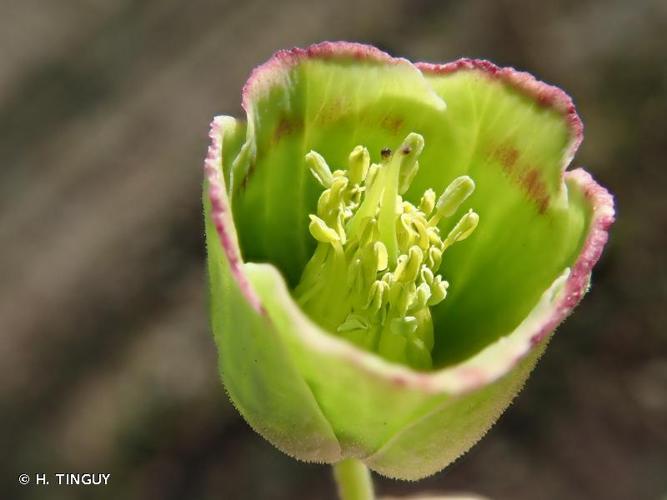 <i>Helleborus foetidus</i> L., 1753 © H. TINGUY