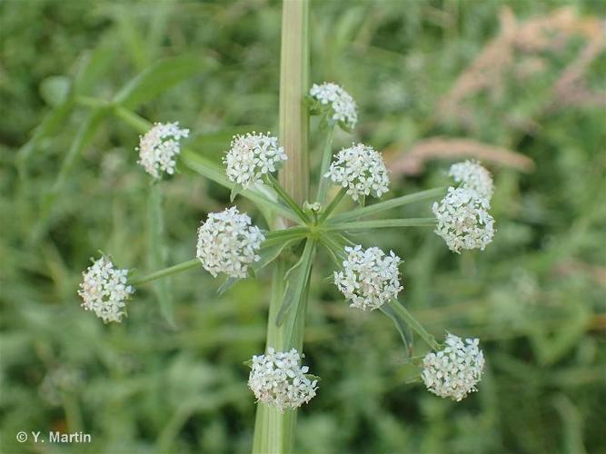 <i>Helosciadium nodiflorum</i> (L.) W.D.J.Koch, 1824 © 