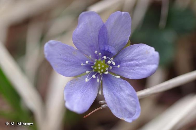 <i>Hepatica nobilis</i> Schreb., 1771 © M. Mistarz