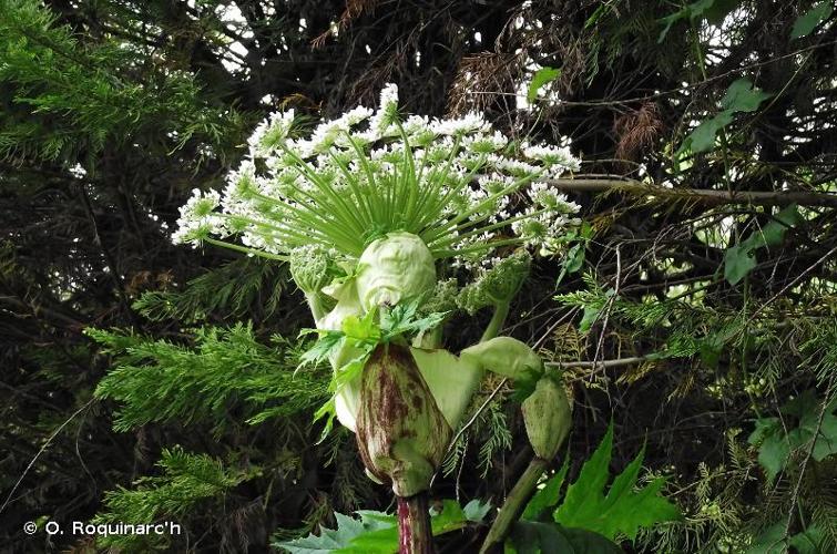 <i>Heracleum mantegazzianum</i> Sommier & Levier, 1895 © O. Roquinarc'h