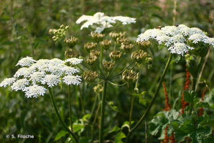 <i>Heracleum sphondylium</i> L., 1753 © S. Filoche