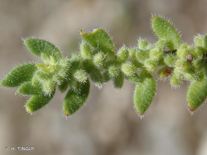 <i>Herniaria hirsuta</i> L., 1753 © H. TINGUY