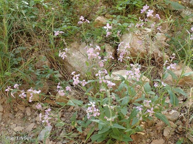 <i>Hesperis laciniata</i> All., 1785 © H. TINGUY