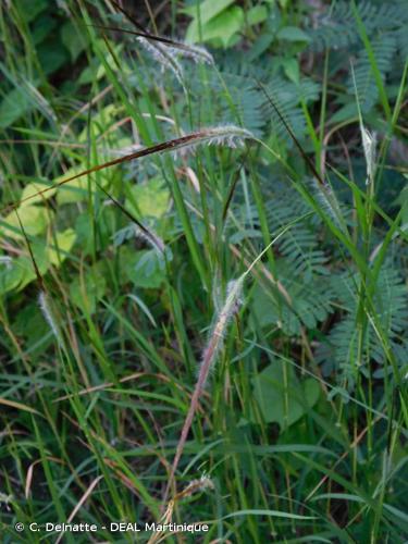 <i>Heteropogon contortus</i> (L.) P.Beauv., 1817 © C. Delnatte - DEAL Martinique