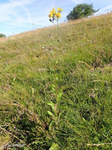 <i>Hieracium lanceolatum</i> Vill., 1788 © H. TINGUY