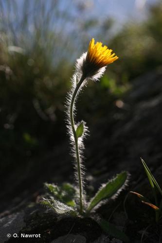 <i>Hieracium piliferum</i> Hoppe, 1799 © O. Nawrot