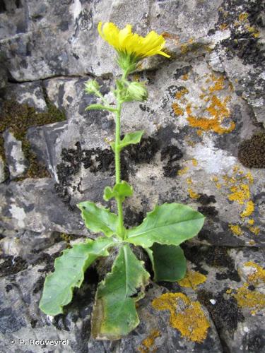 <i>Hieracium pseudocerinthe</i> (Gaudin) W.D.J.Koch, 1846 © P. Rouveyrol