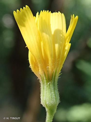 <i>Hieracium stelligerum</i> Froel., 1838 © H. TINGUY