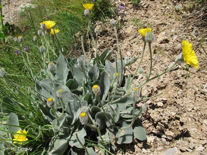 <i>Hieracium tomentosum</i> L., 1755 © H. Tinguy