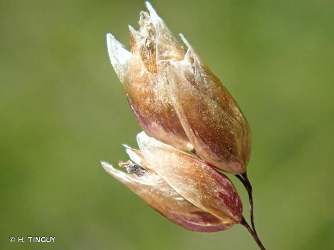 <i>Hierochloe odorata</i> (L.) P.Beauv., 1812 © H. TINGUY