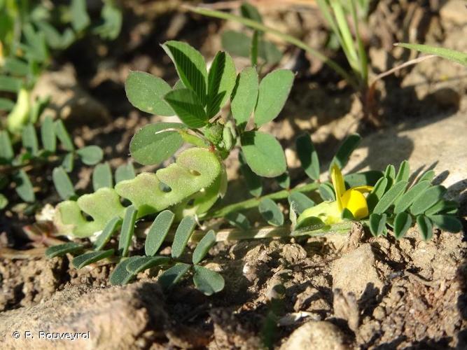 <i>Hippocrepis biflora</i> Spreng., 1815 © P. Rouveyrol