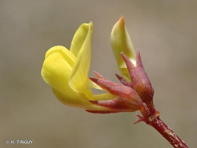 <i>Hippocrepis ciliata</i> Willd., 1808 © H. TINGUY