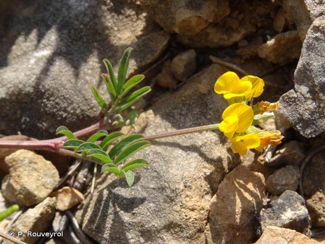 <i>Hippocrepis scorpioides</i> Benth., 1826 © P. Rouveyrol