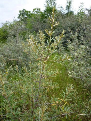 <i>Hippophae rhamnoides</i> L., 1753 © P. Gourdain