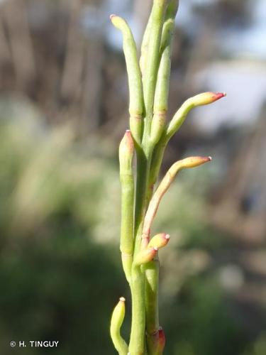 <i>Hirschfeldia incana</i> (L.) Lagr.-Foss., 1847 © H. TINGUY