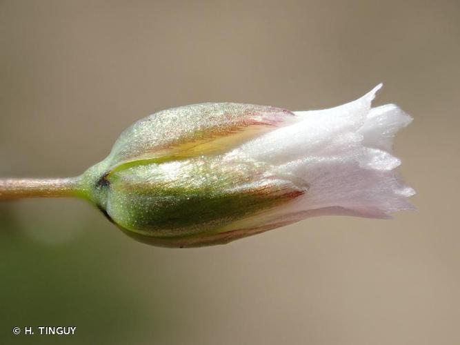 <i>Holosteum umbellatum</i> L., 1753 © H. TINGUY