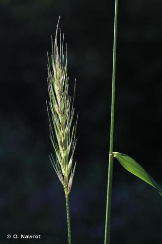 <i>Hordelymus europaeus</i> (L.) Harz, 1885 © O. Nawrot