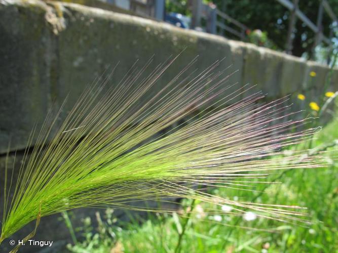 <i>Hordeum jubatum</i> L., 1753 © H. Tinguy