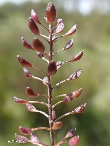 <i>Hornungia petraea</i> (L.) Rchb., 1838 © H. TINGUY