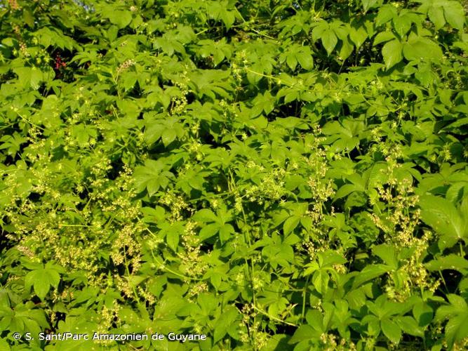 <i>Humulus japonicus</i> Siebold & Zucc., 1846 © S. Sant/Parc Amazonien de Guyane